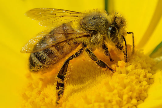 ¿Qué es el polen de abeja?