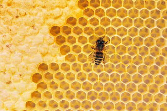 ¿Cómo se produce la cera de abeja?